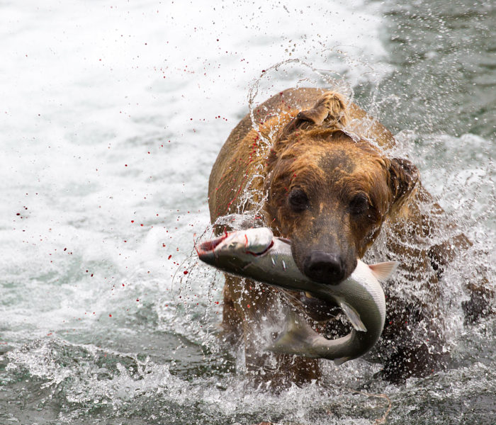 Diving Under to Catch a Salmon