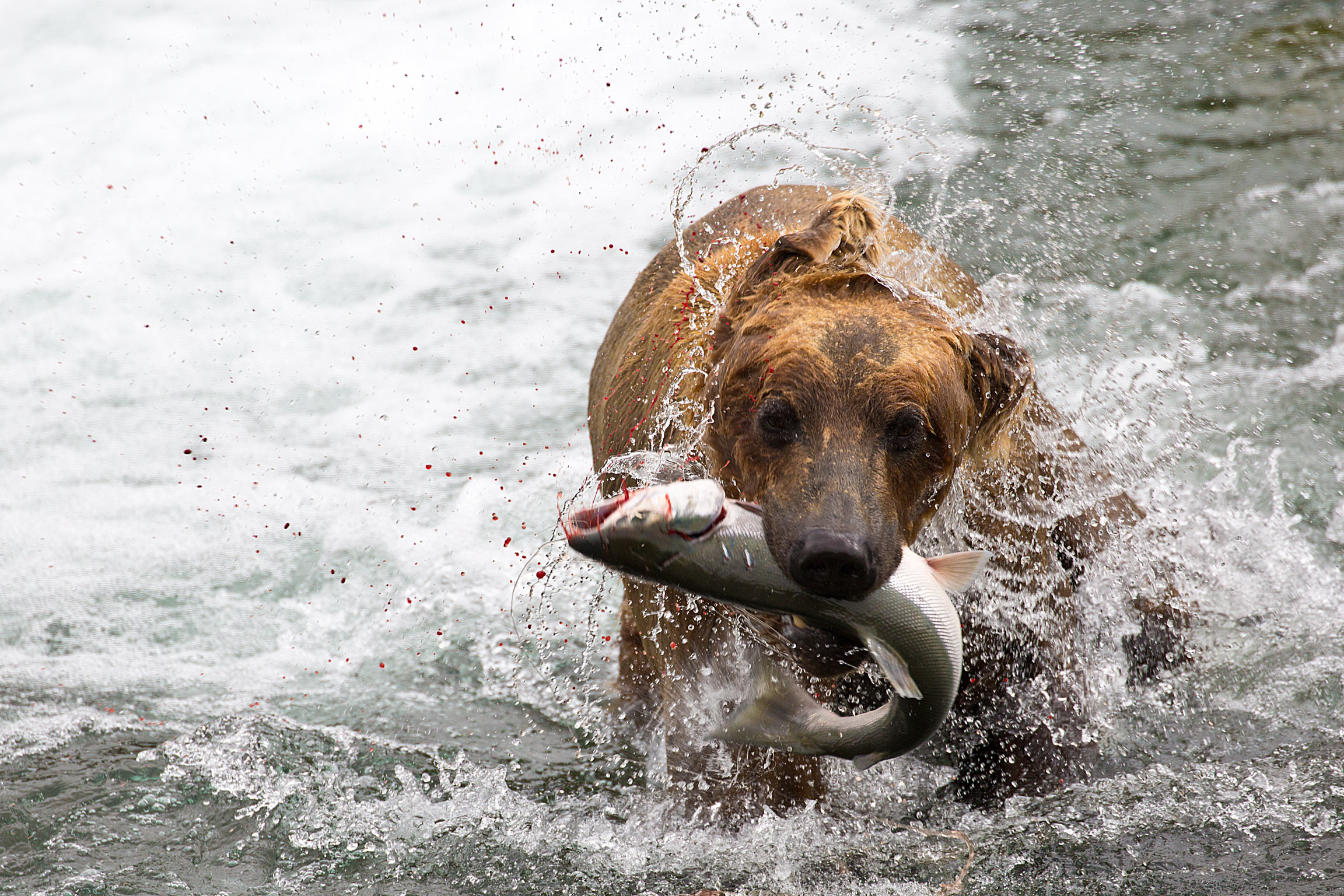 Diving Under to Catch a Salmon