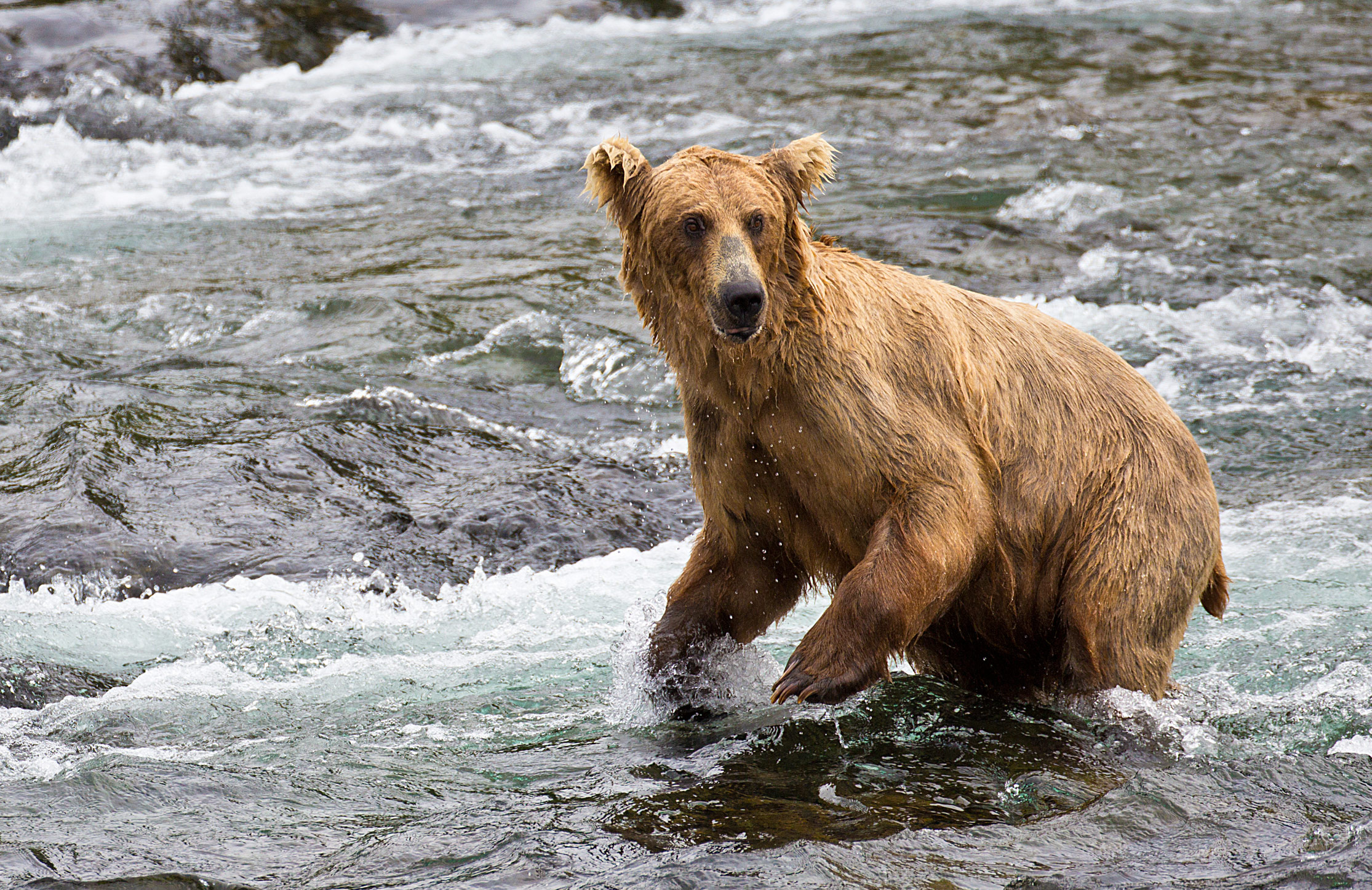 Bear