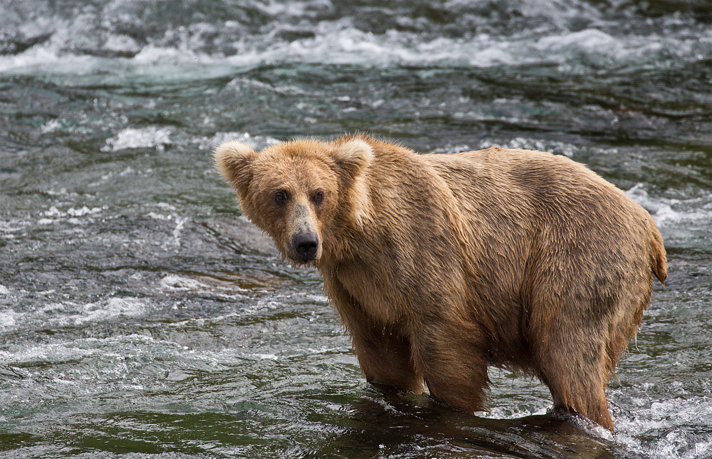 Bear