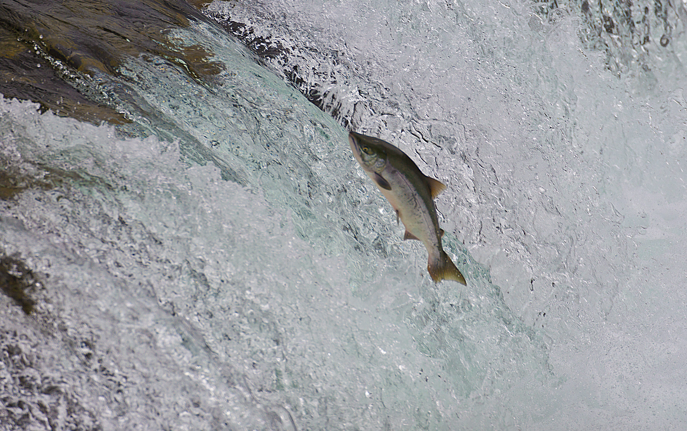 Salmon Leaping Upstream