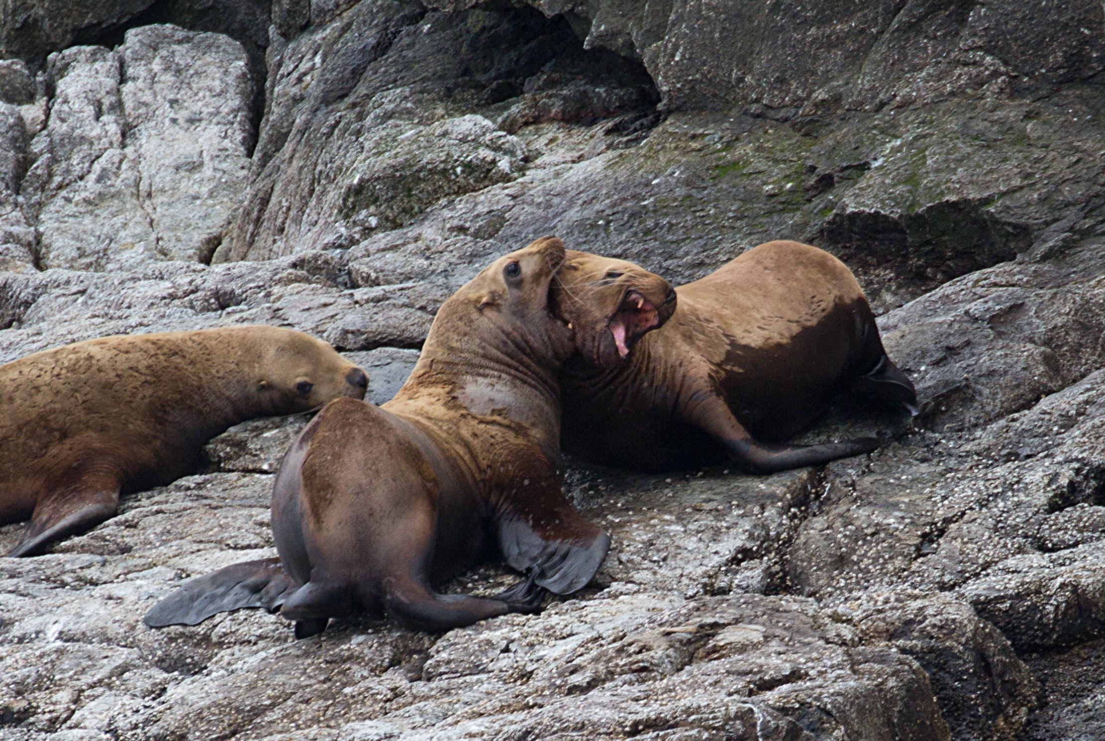 Sea Lion Fight
