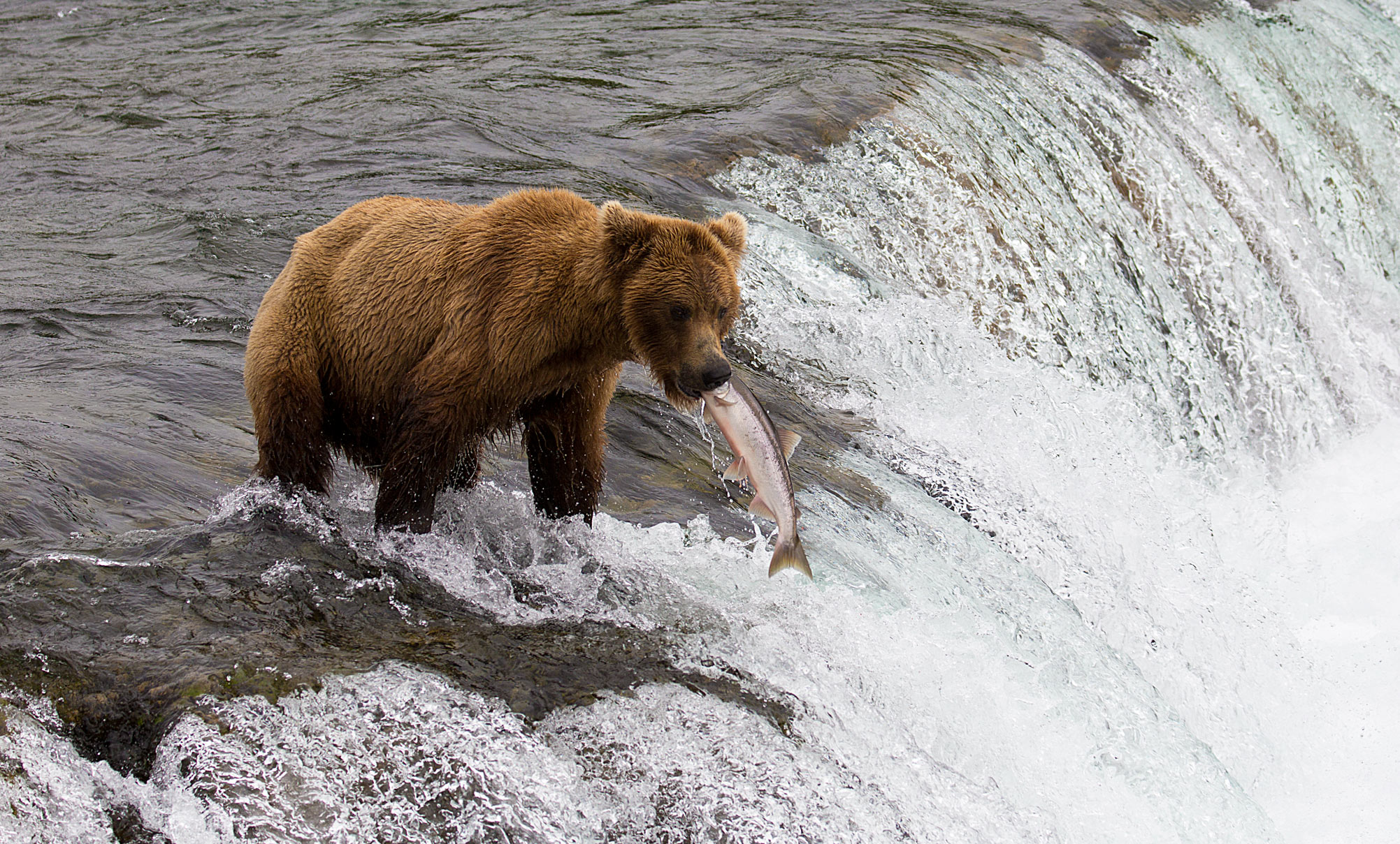 Bear catching Salmon