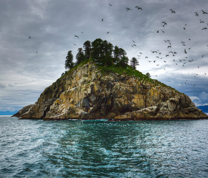 Bird Island