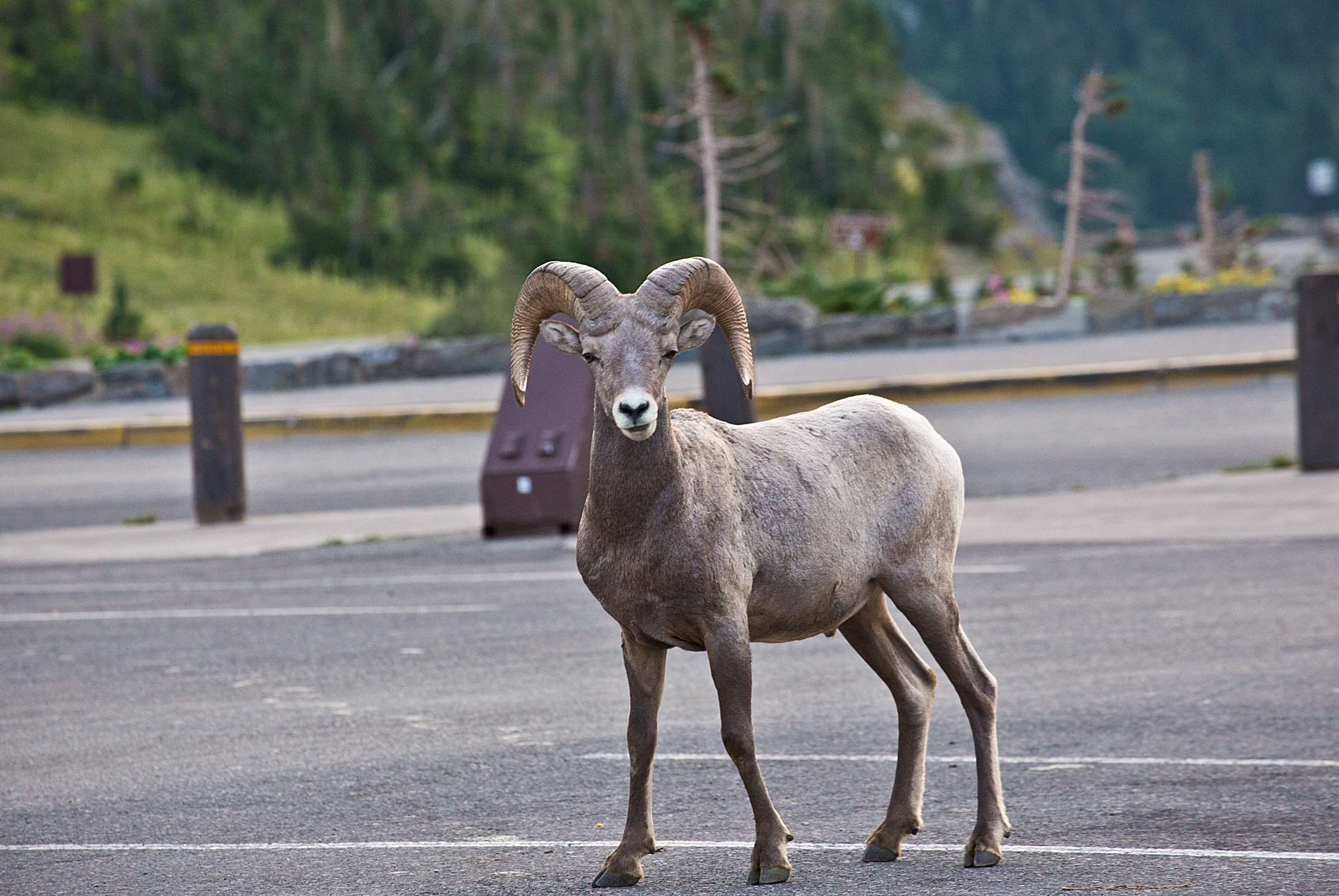 Bighorn Sheep Glacier National Park