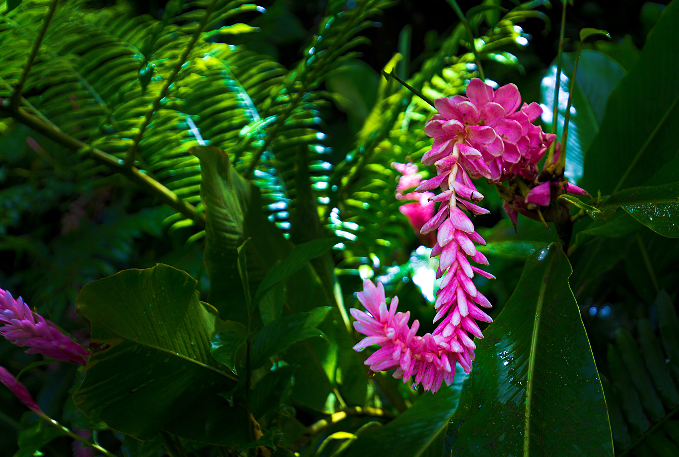 Strange Flower