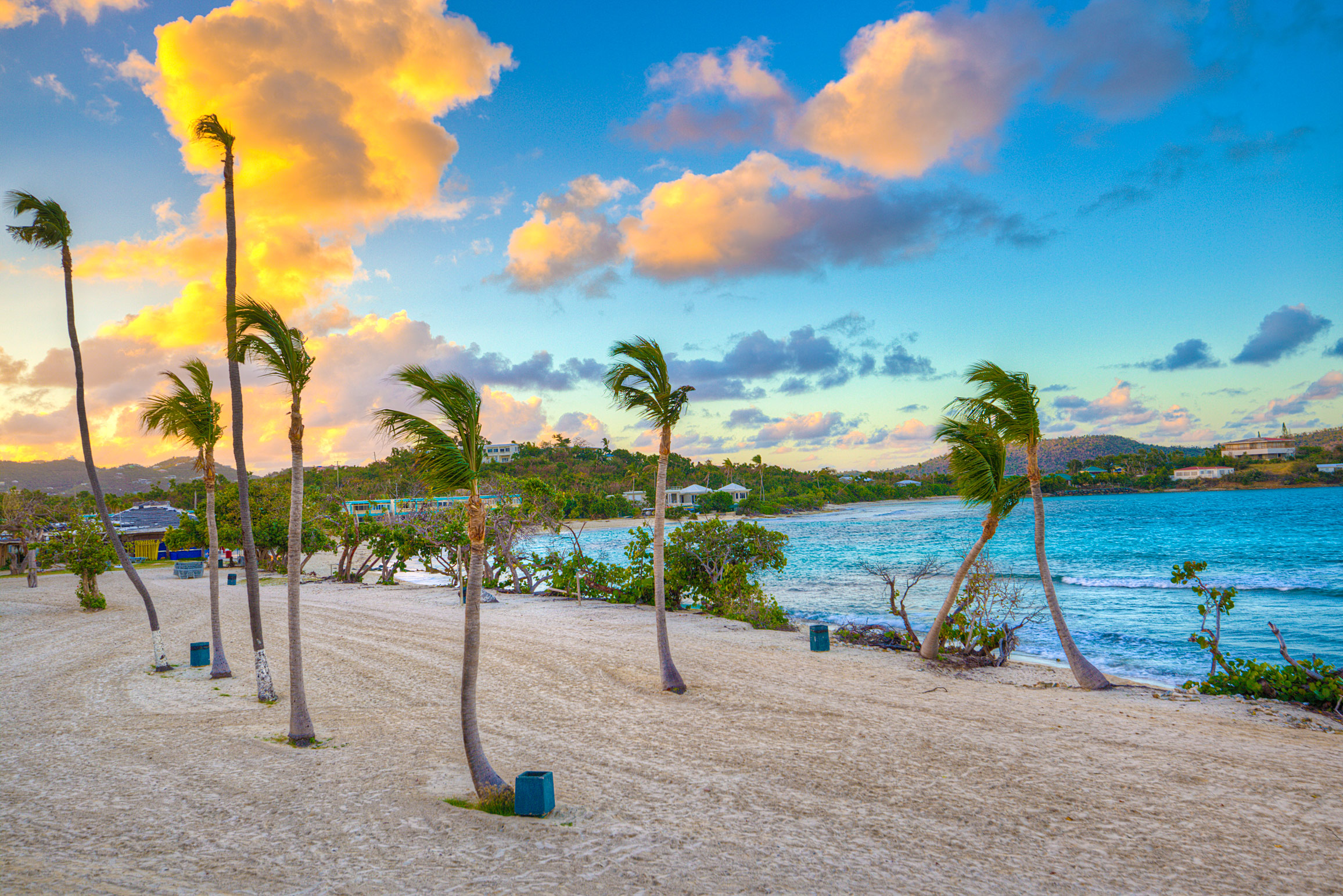Palm Trees at Sunset