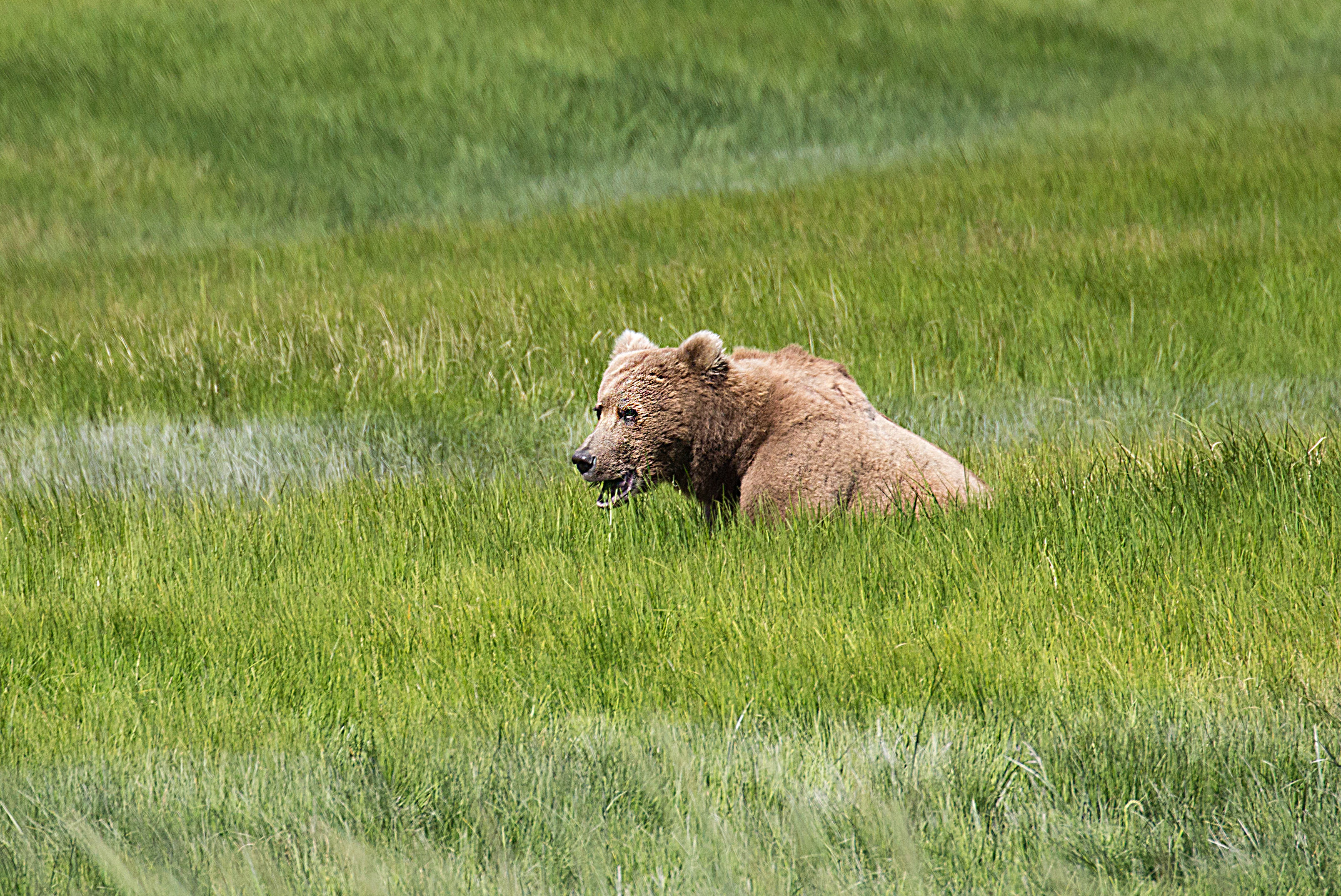 Grizzly Bear in Lake Clark