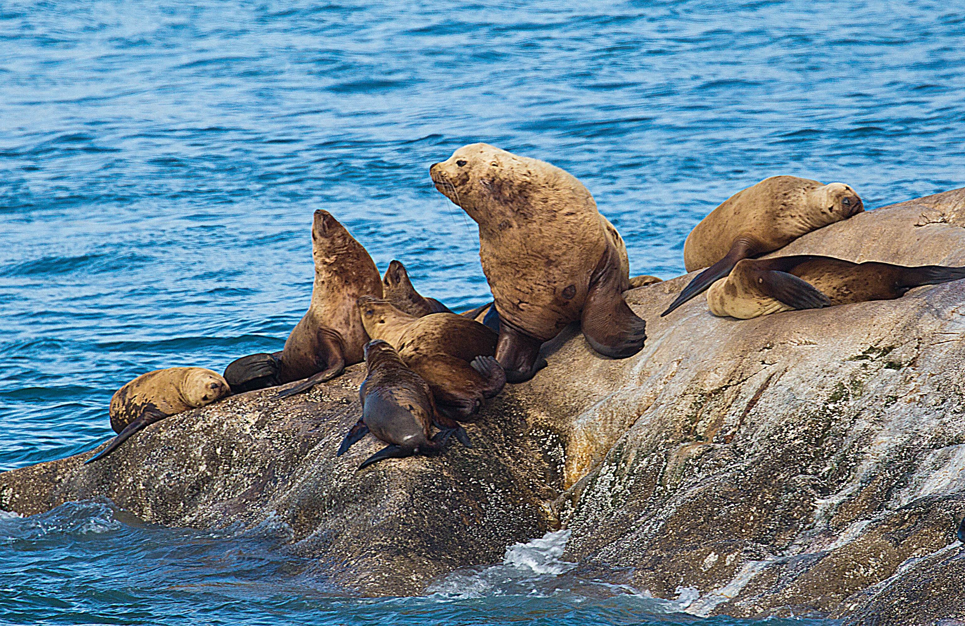 The local Sealions